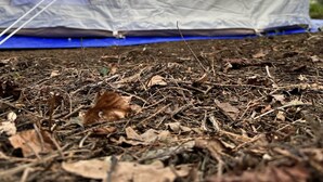 A white tent with a blue tarp at the base, set on a ground covered with dry leaves and twigs. - Woodlands Basic Bell Tent 2 (Grantham)