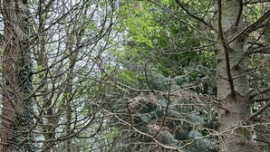 Un bosque denso con una variedad de árboles, algunos con ramas desnudas y otros con follaje verde.