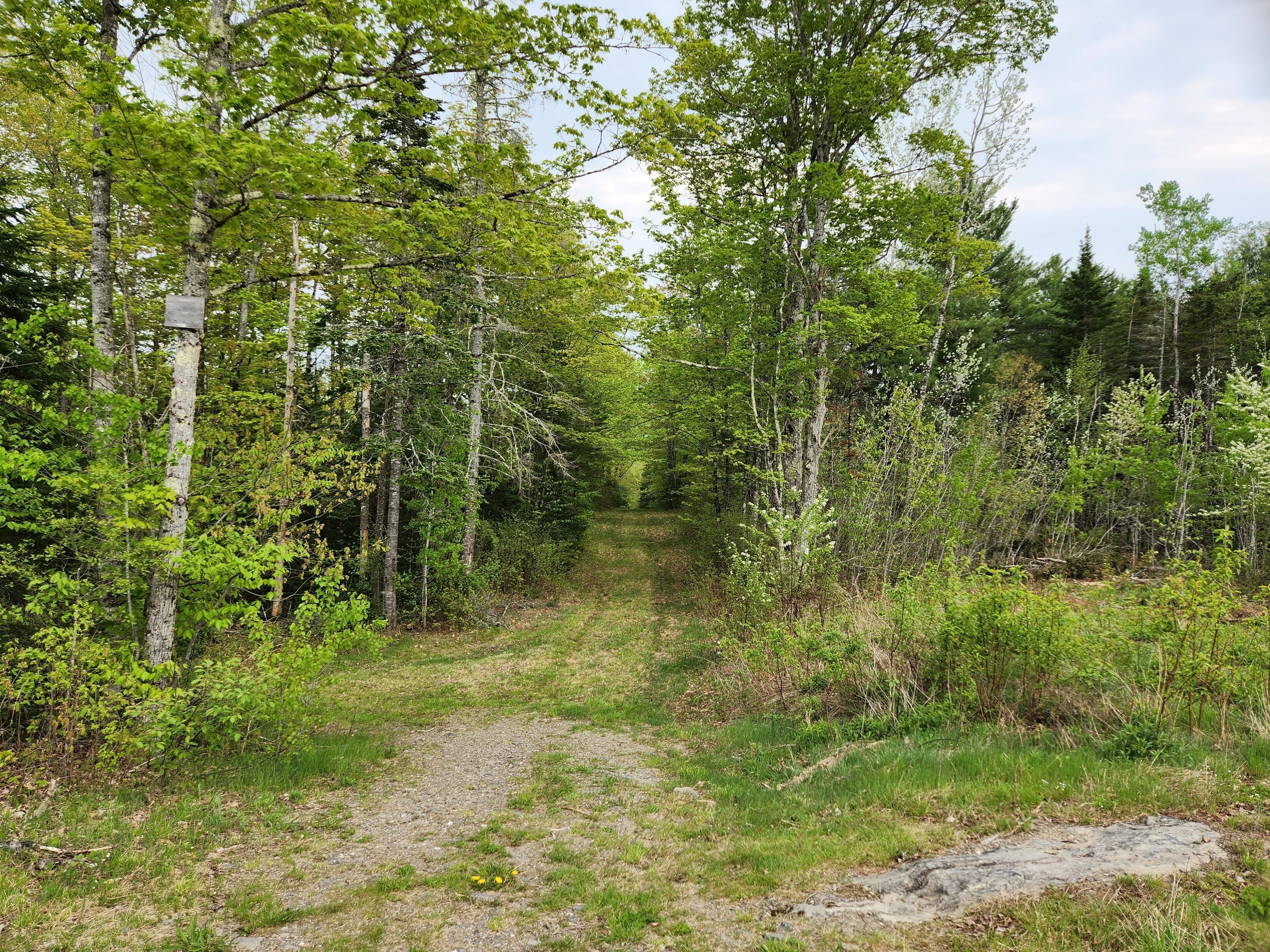 A forested trail with a gravel path.