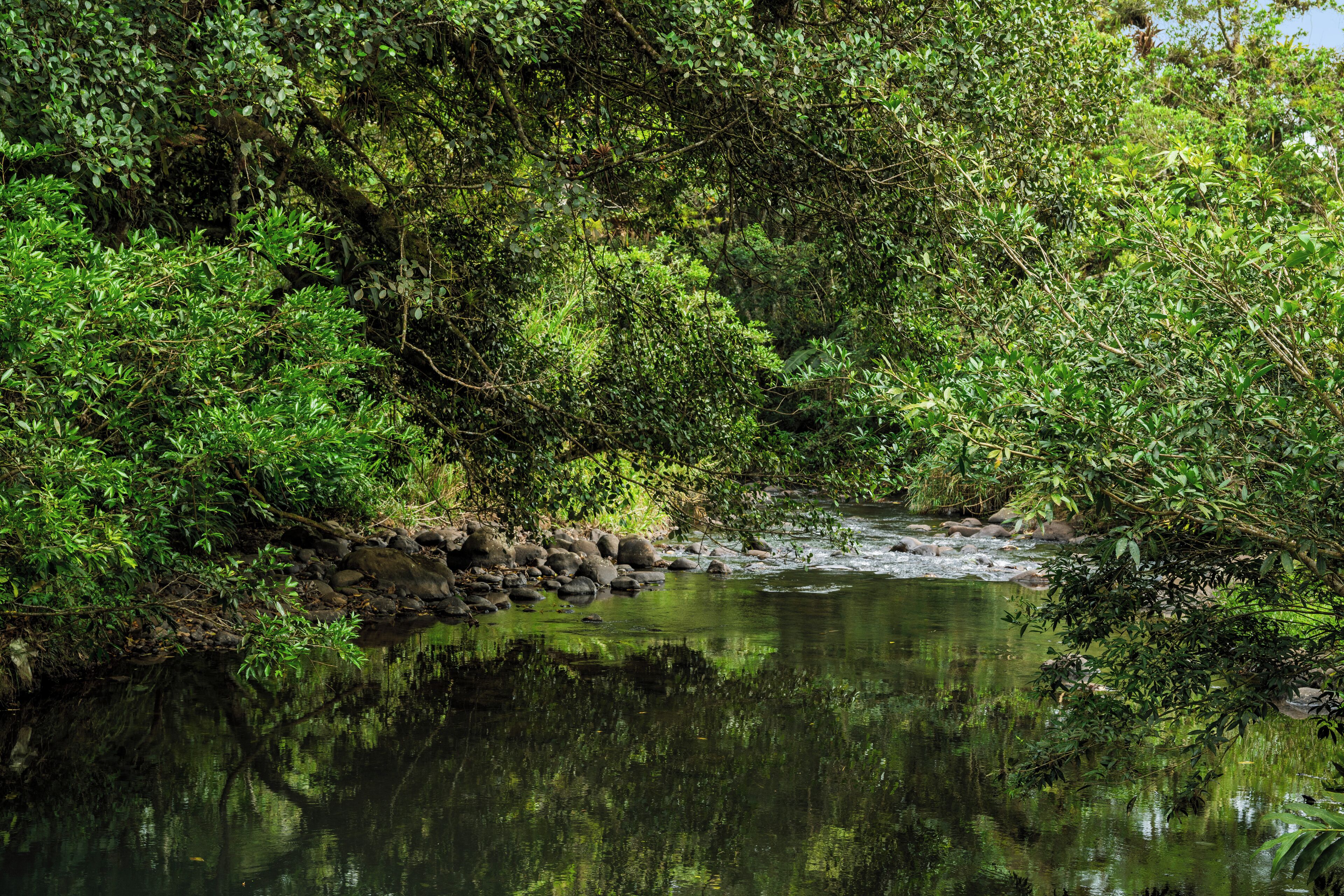 A natural landscape with a stream surrounded by dense foliage.