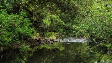 A natural landscape with a stream surrounded by dense foliage.