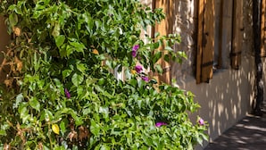 Un carreró estret amb una paret coberta de vegetació verda i un persianà de fusta.