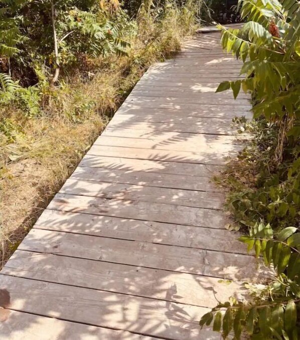Een houten pad omringd door weelderige beplanting.