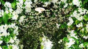 A round table set for four with a yellow tablecloth, surrounded by white flowers and greenery, with chairs on either side. - Dimora Dayan - Nine Bedroom Villa, Sleeps 18 (Capannori)