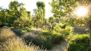 A garden with various plants and trees, a gravel path, and a wire fence. - El Cortijo - Seven Bedroom Villa, Sleeps 12 (Ronda)