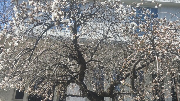 A building with a white exterior and a tree with white blossoms in front. - Historic Oak Park Residence (Oak Park)