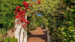 Un chemin de jardin bordé d’un côté par un mur blanc et de l’autre par une variété de plantes et de fleurs.