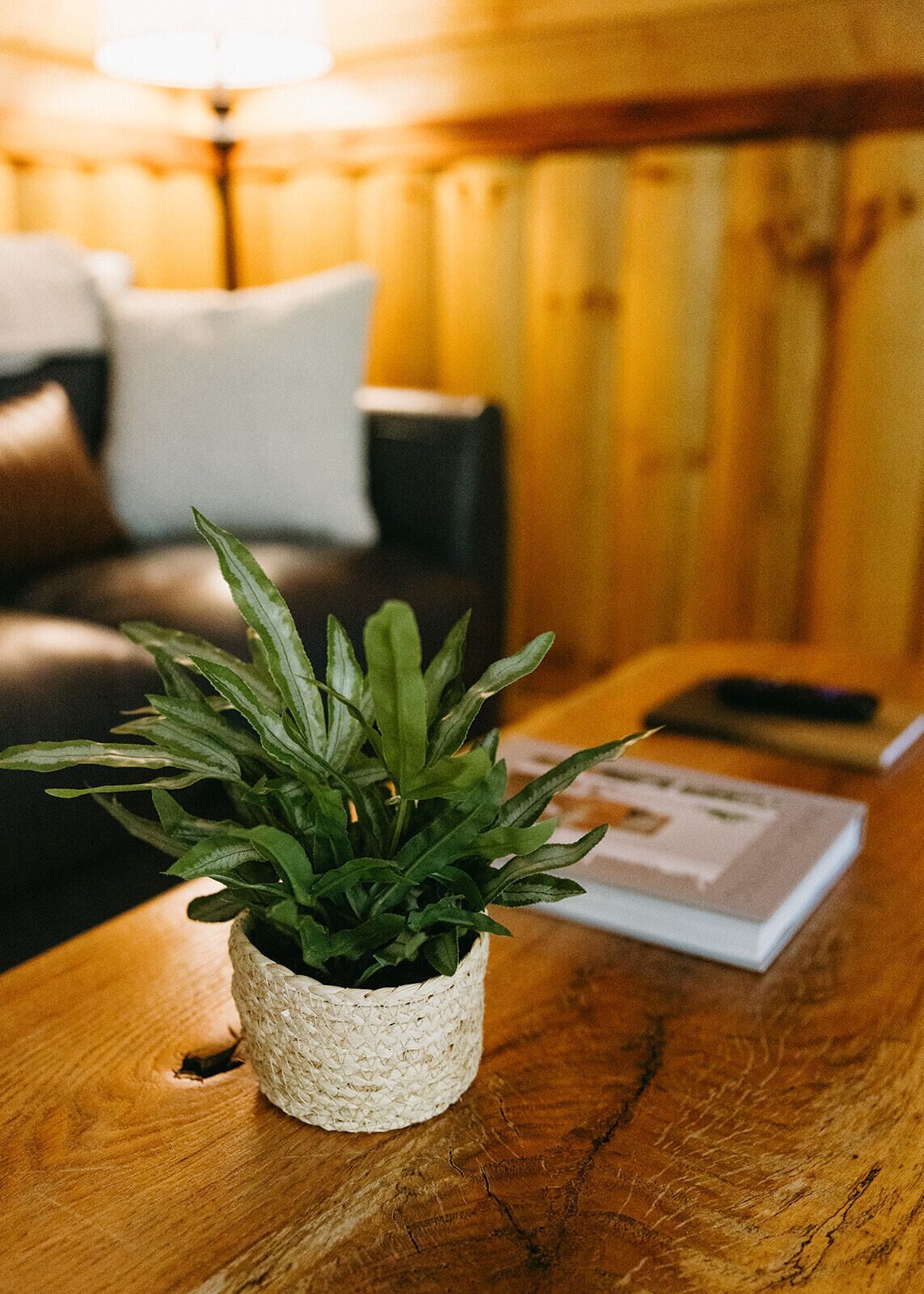 Une plante en pot est posée sur une table en bois dans une pièce chaleureuse, où l’on aperçoit un canapé en cuir et une lampe à l’arrière-plan.