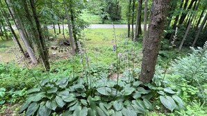 Ein dichter Wald mit vielfältigen Grünpflanzen und Bäumen.