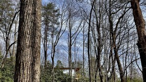 A forested area with a large tree trunk in the foreground and a building in the background. - Scandinavian HideOut for Couples and Families, Firepit, Outdoor Games (Sevierville)