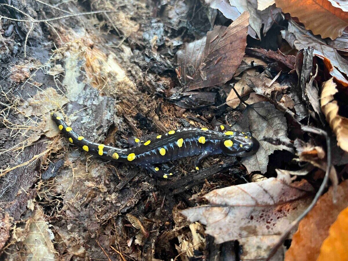 A salamander on a forest floor covered with dry leaves and twigs.