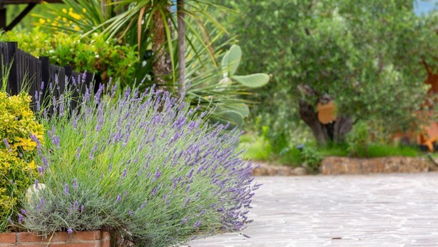 A garden pathway with lavender plants, a palm tree, and various other greenery. - Art Beds & Garden 9 beds between the sea, thermal baths, and the Tuscan countrys (Suvereto)