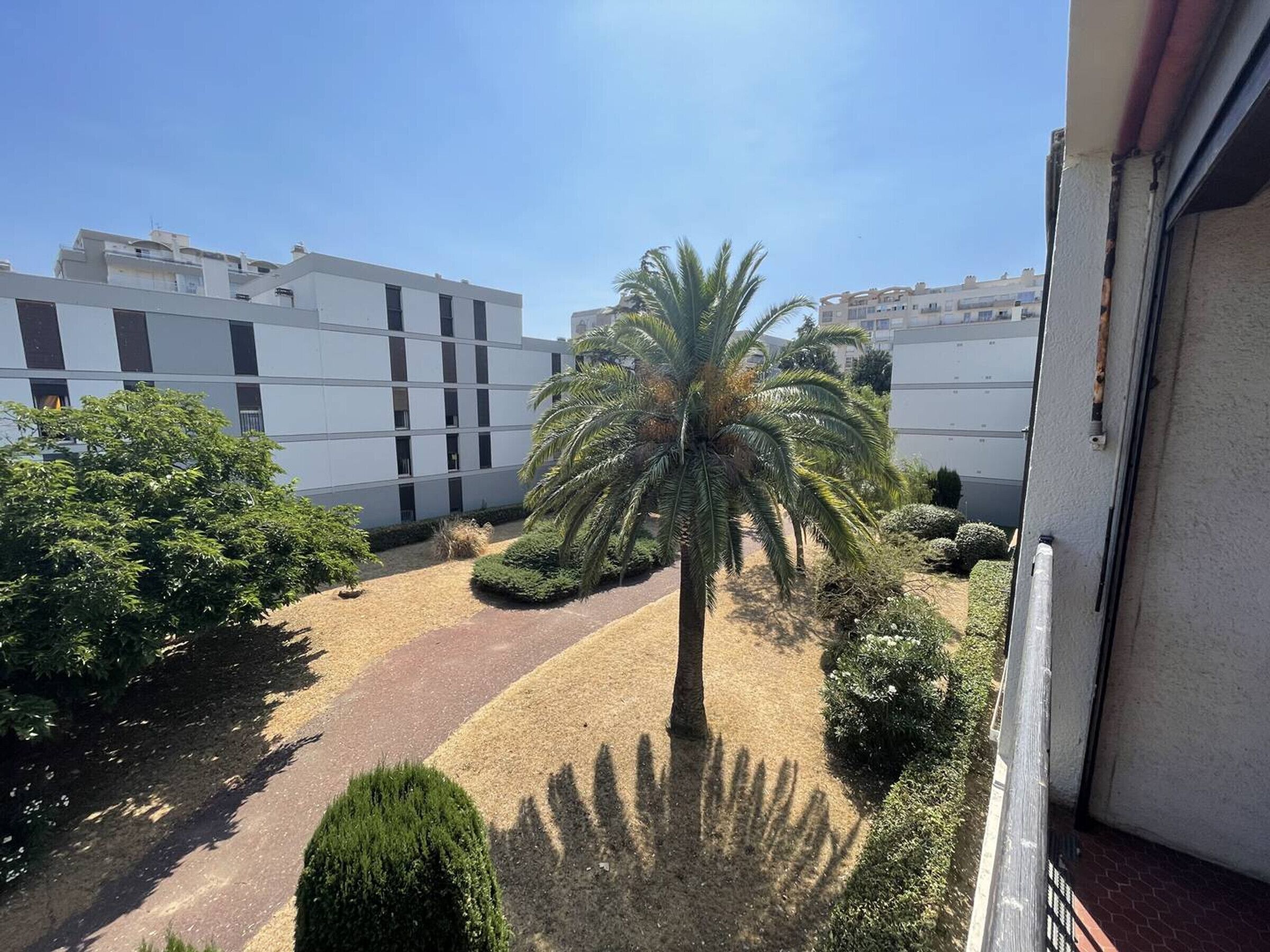 A courtyard with a palm tree, a pathway, and modern buildings in the background.