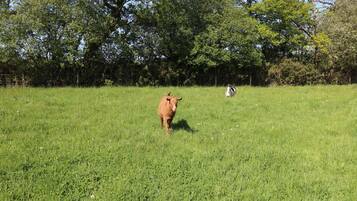 A grassy field with two cows, one brown and one white, in a rural setting with trees in the background.