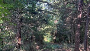 A forested path with dense trees and underbrush.