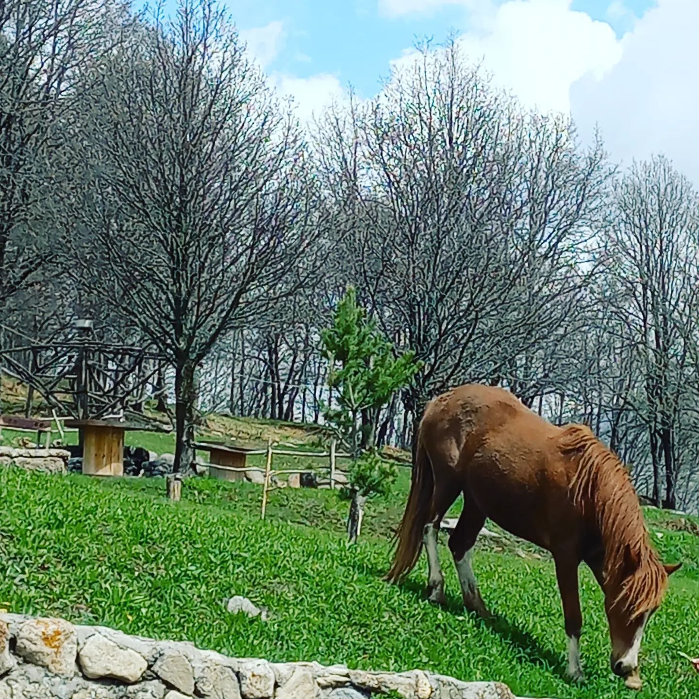 A horse grazing in a grassy enclosure with trees and a wooden structure in the background.