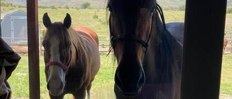 Vue depuis l’hébergement