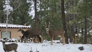 Un grupo de ciervos en un paisaje nevado con un muro de piedra y un edificio al fondo.