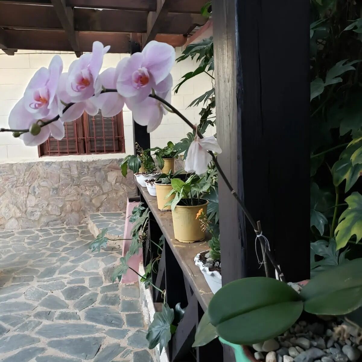 A stone-paved patio with potted plants and orchids.