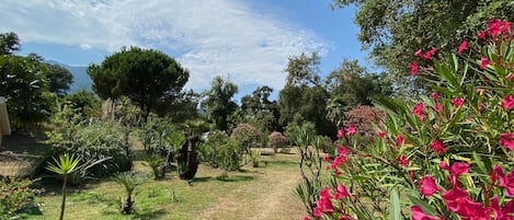 A garden pathway with various plants and trees, leading towards a distant view of a body of water.