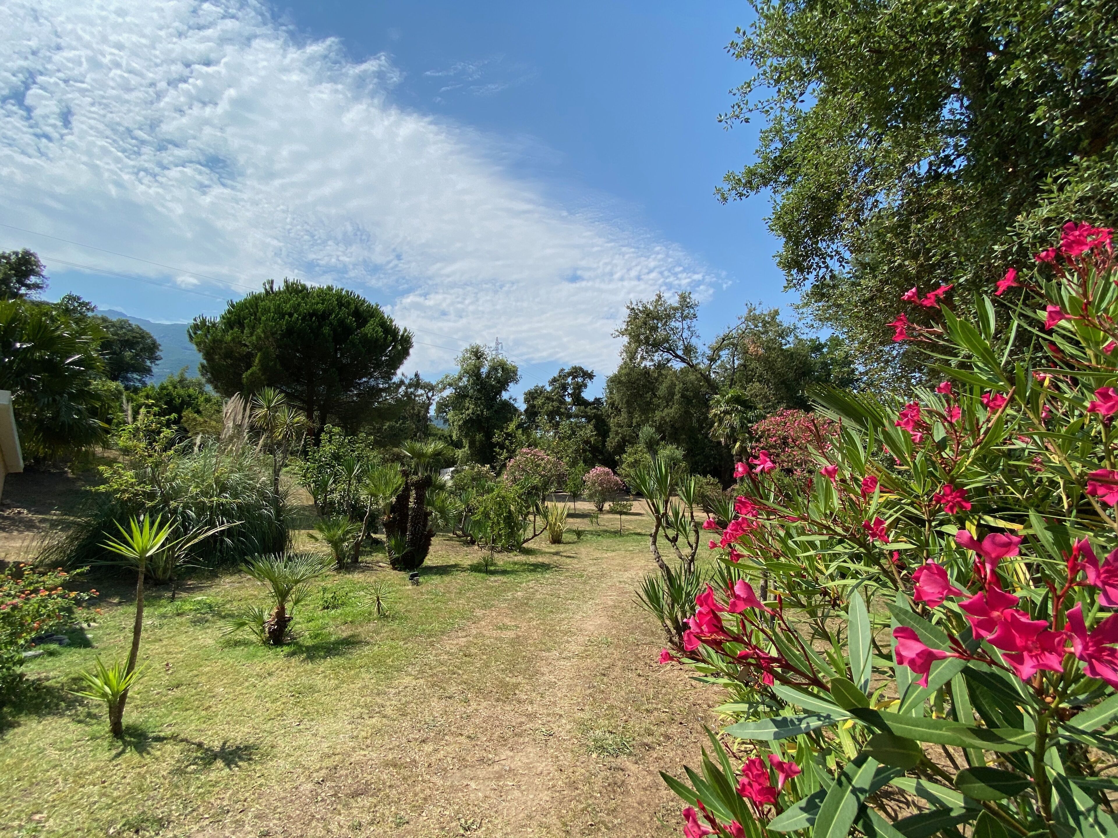 Un sendero en un jardín, bordeado de plantas y árboles, que conduce a una vista distante de un cuerpo de agua.