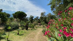 A garden pathway with various plants and trees, leading towards a distant view of a body of water. - Studio Proche Mer/montagne, Lieu Calme et Convivial (Santa-Maria-Poggio)