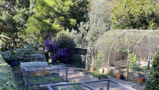 A garden with raised beds, a greenhouse, and various plants.