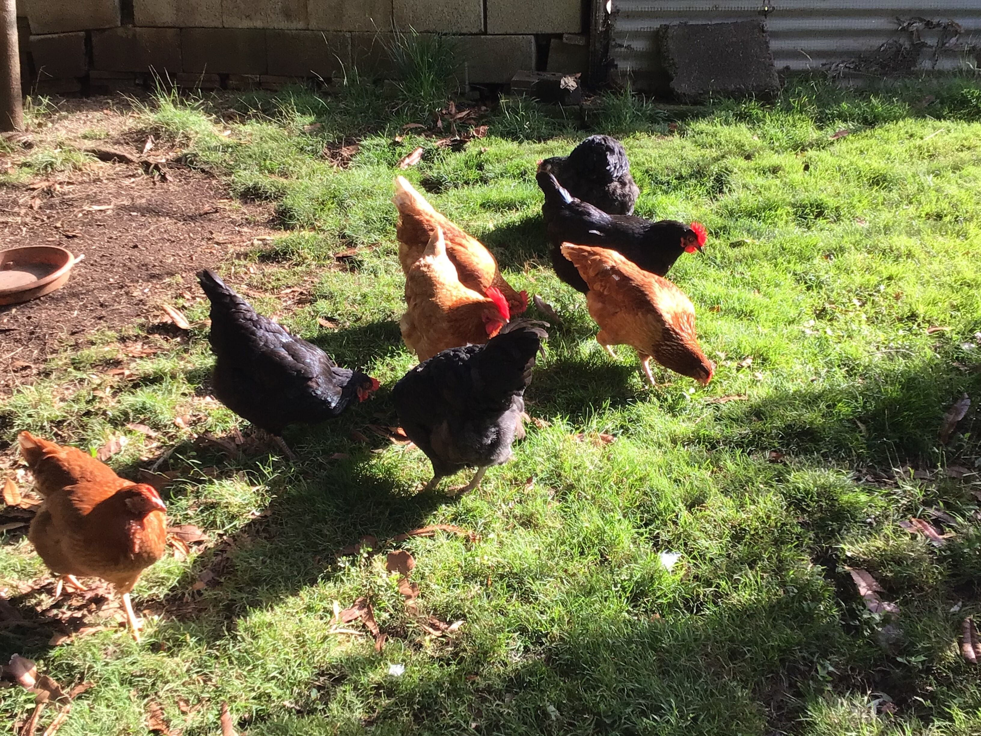 Un groupe de poules picore dans une zone herbeuse, avec un mur de briques et une structure en bois en arrière-plan.