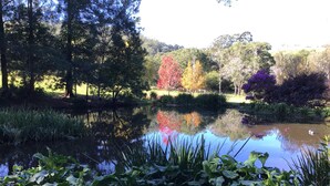 A tranquil pond surrounded by lush greenery and trees with autumn foliage.
