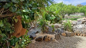 Un jardín con diversas plantas, rocas y una flor amarilla.