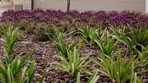 A modern building with a flat roof, a small tree, and a garden with purple flowers and green plants. - Gold Apartment Baleal (Leiria)
