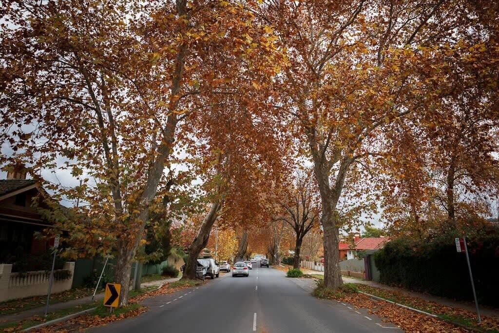 Een straat met bomen en een bord dat een afslag naar links aangeeft.