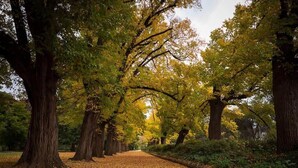 A pathway lined with trees and fallen leaves. - The High Country Views Escape by Tiny Away (Table Top)