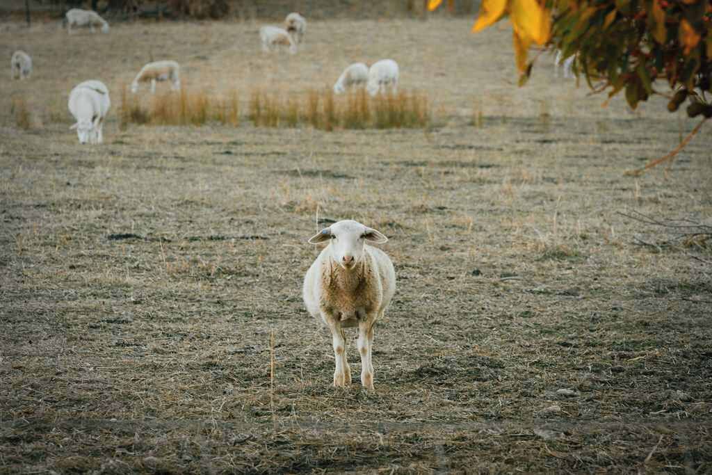 Ein Feld mit einem Schaf im Vordergrund und weiteren im Hintergrund.
