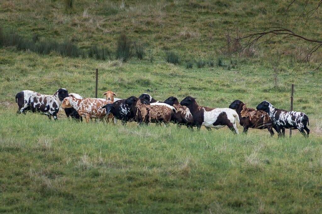 Een kudde koeien in een grasveld.
