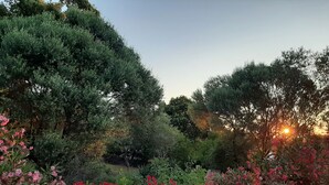 Ein Garten mit dichtem Grün und blühenden Pflanzen.