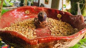 A bird feeder suspended from a tree, filled with birdseed, in a garden setting with a house in the background. - Walnußhof im Spreewald (Schmogrow-Fehrow)
