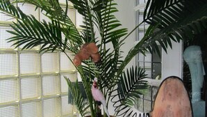 Een kamer met een grote kamerplant, een houten stoel, een radiator en een raam met een rasterpatroon.