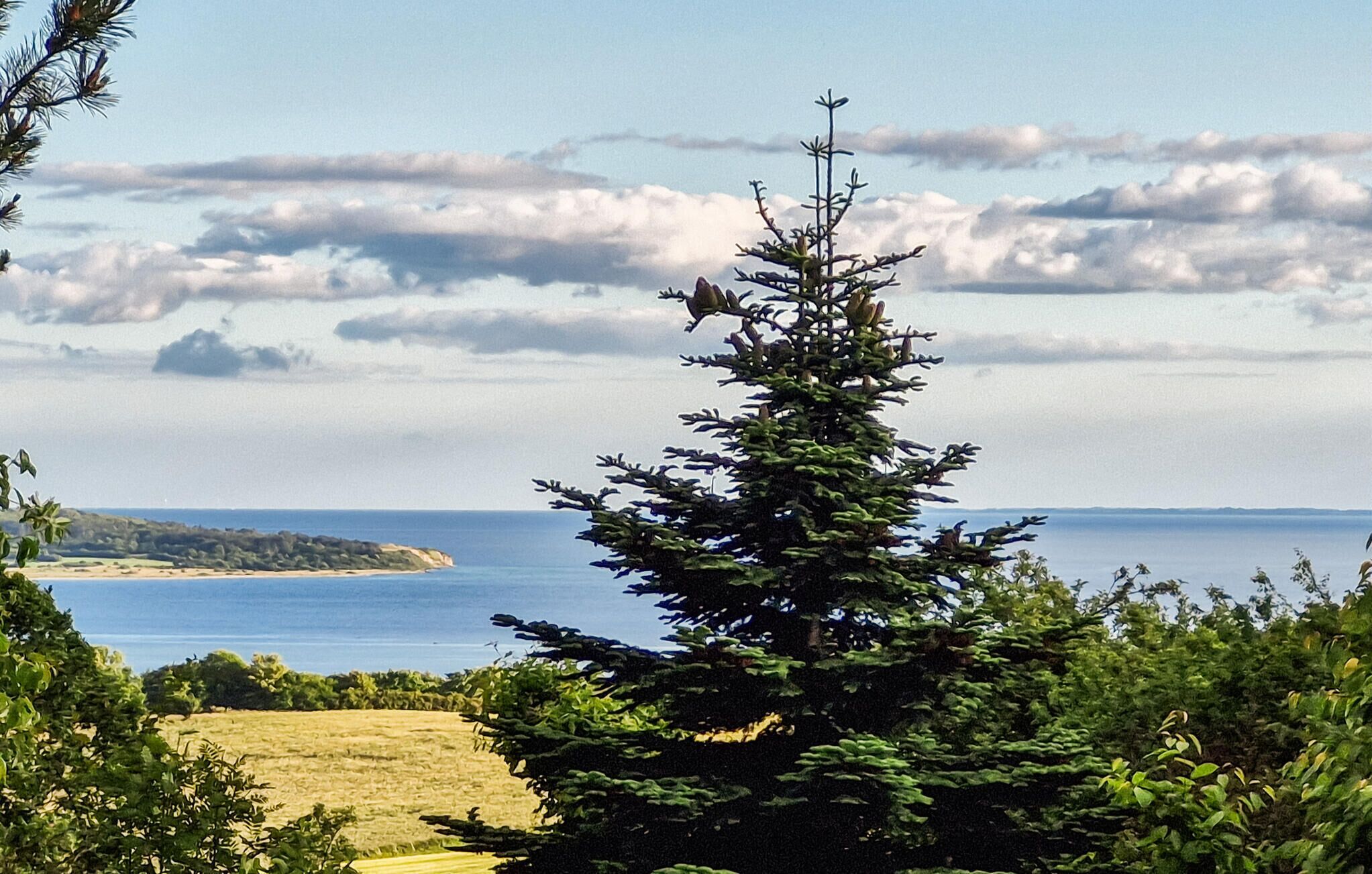 A coastal landscape with a coniferous tree, a clear sky, and a distant shoreline.