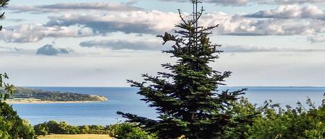 A coastal landscape with a coniferous tree, a clear sky, and a distant shoreline.
