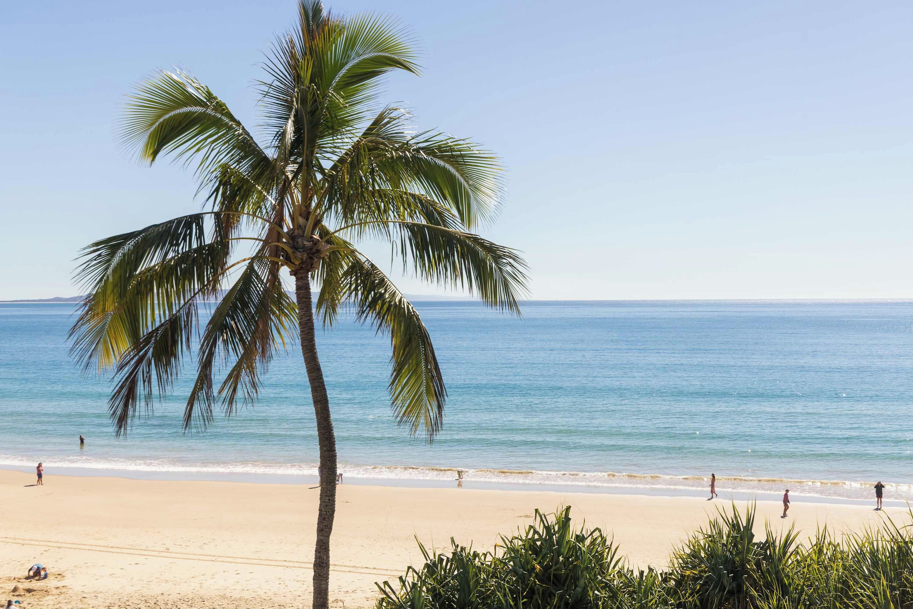 A beach with a palm tree, sandy shore, and calm sea.