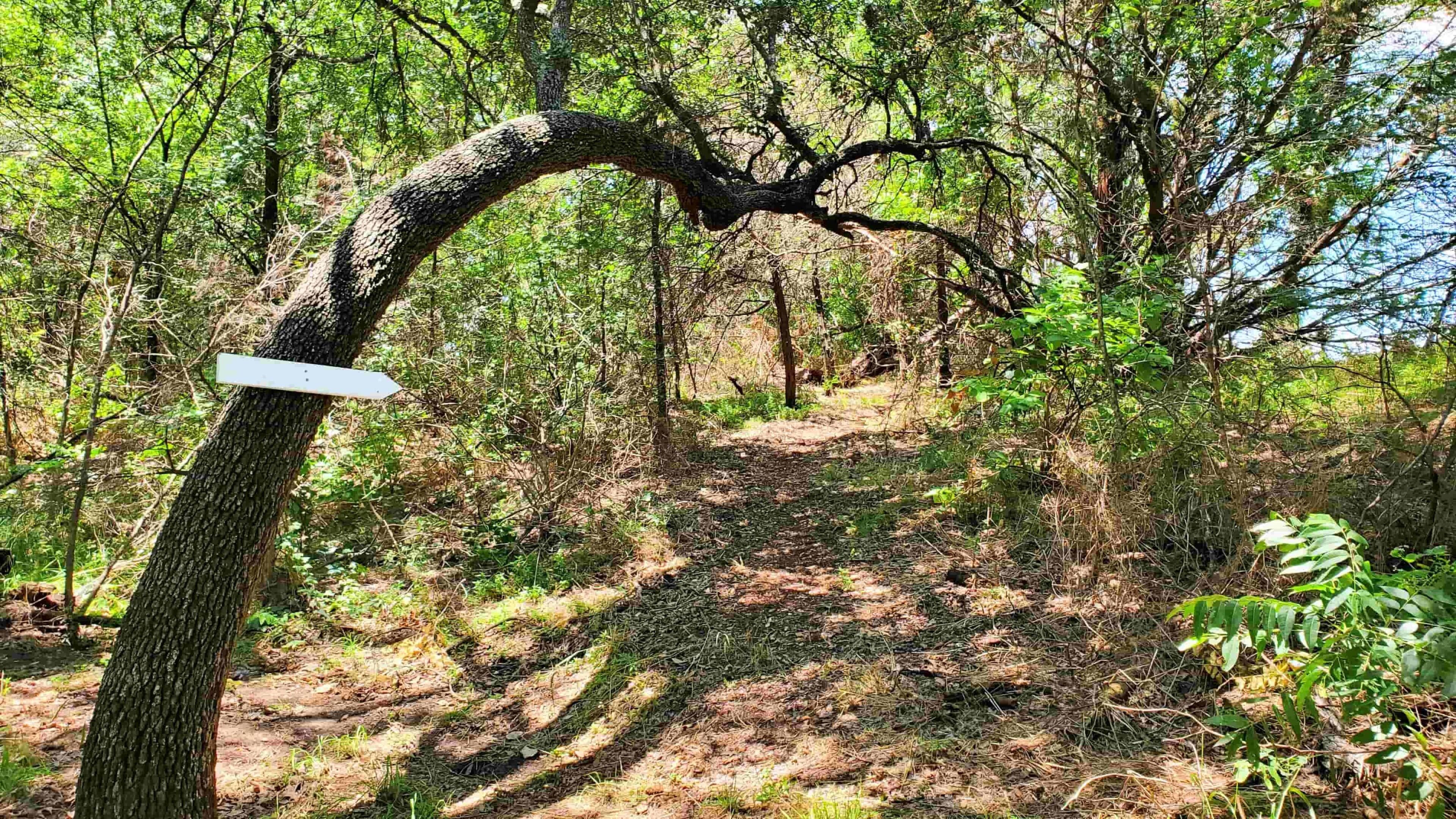 Follow the arrows in the trees to guide you along the Buffalo Trail.