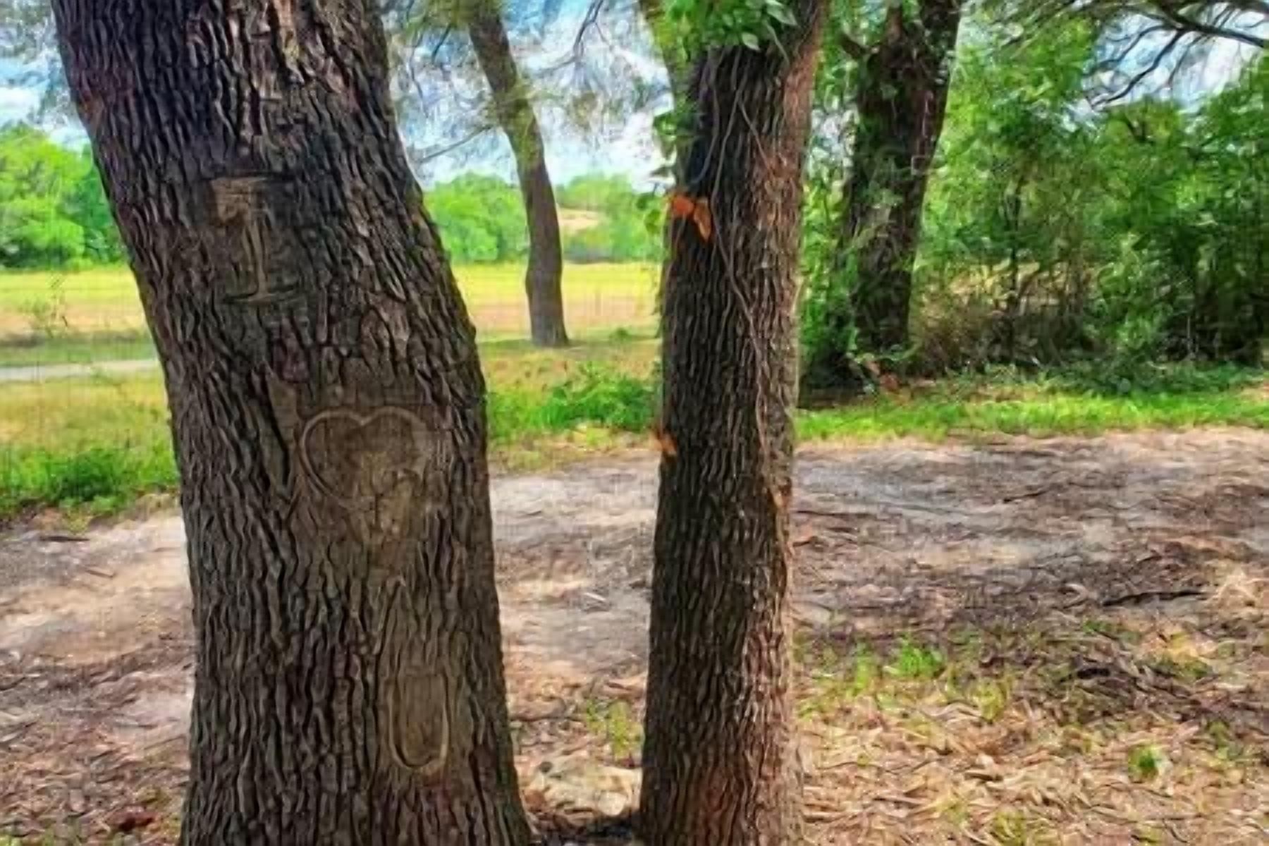 Two trees with carved initials in the bark, surrounded by a grassy area with other trees in the background.
