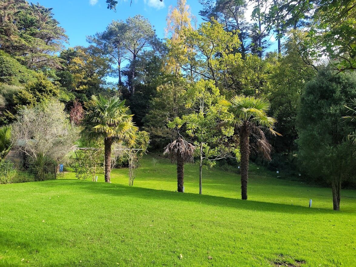 Un césped verde y exuberante con palmeras y vegetación densa al fondo.