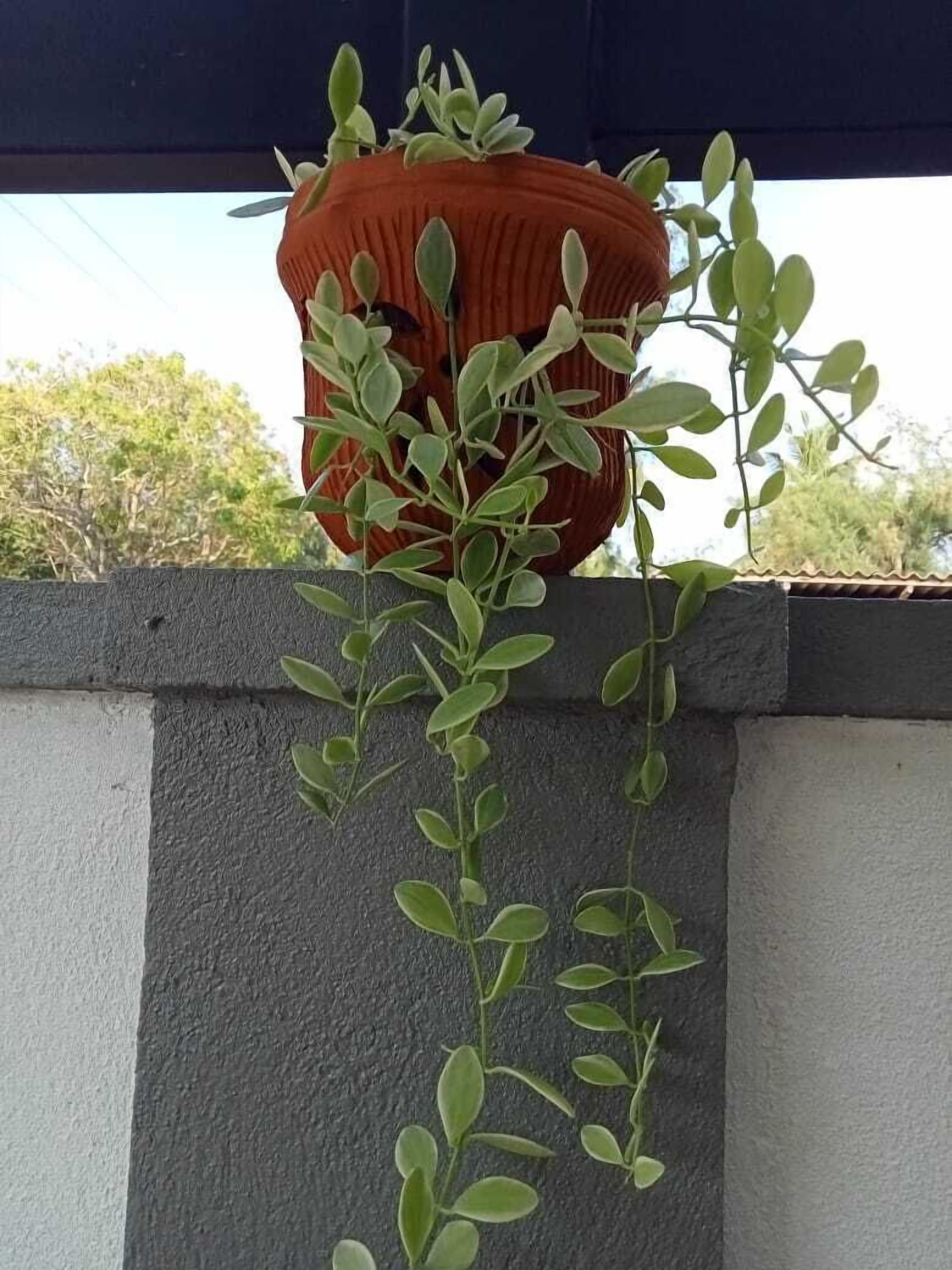 A hanging terracotta pot with a green plant on a balcony.