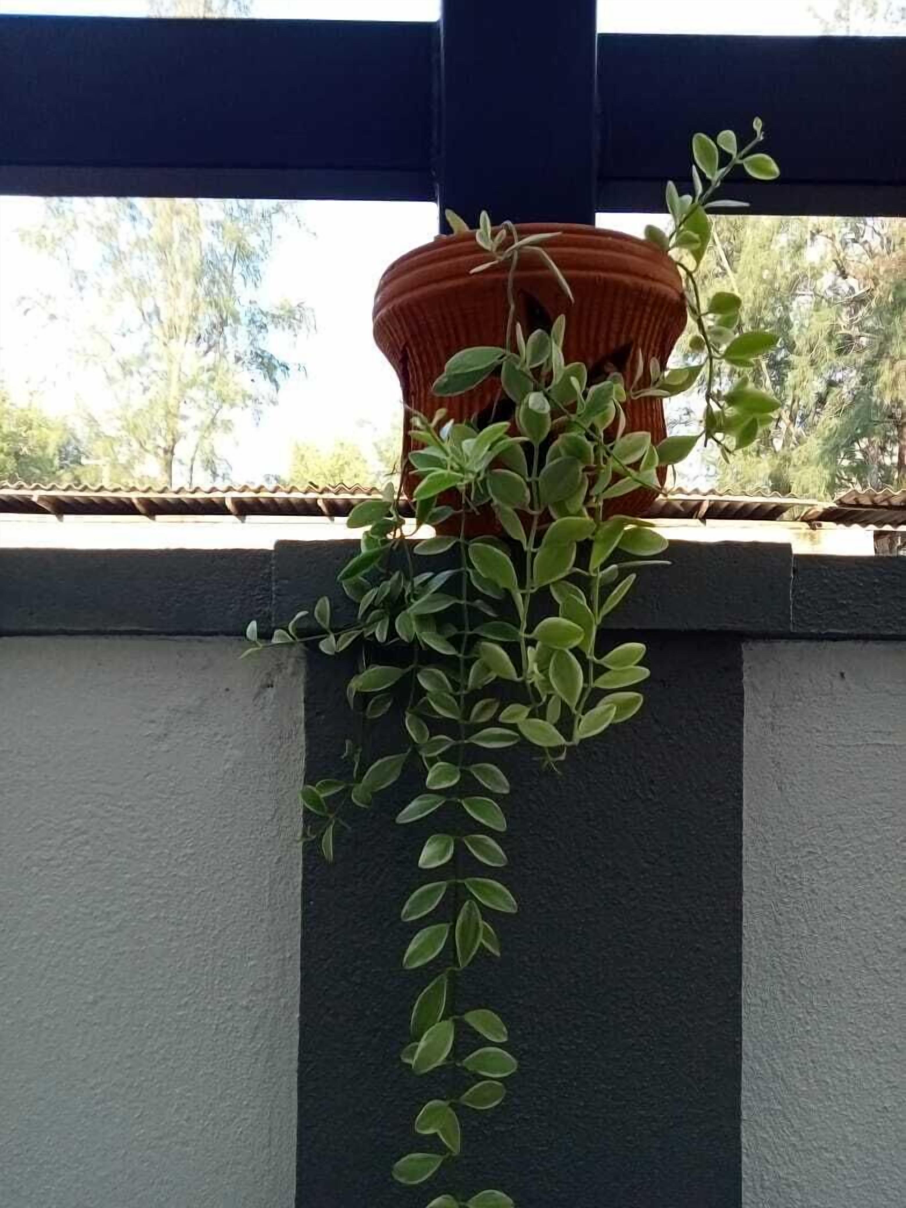 Une plante en pot suspendue à la rambarde d’un balcon.