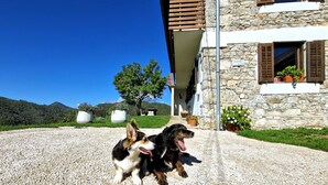 Zwei Hunde auf einem Kiesweg vor einem Steinhaus mit einem Balkon.
