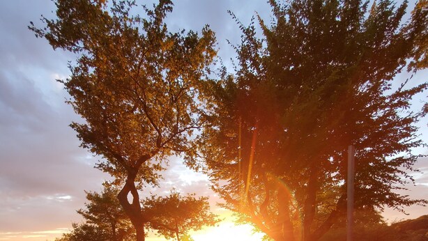 Una piscina con cubierta de madera, rodeada de árboles y un atardecer al fondo.