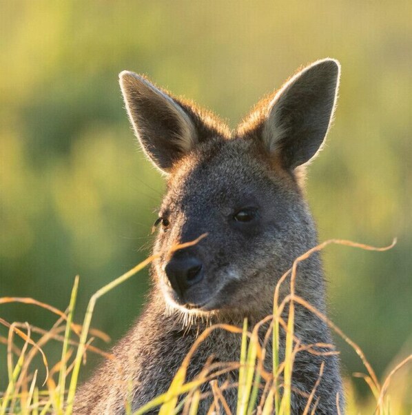 A kangaroo roams freely in a lush meadow.