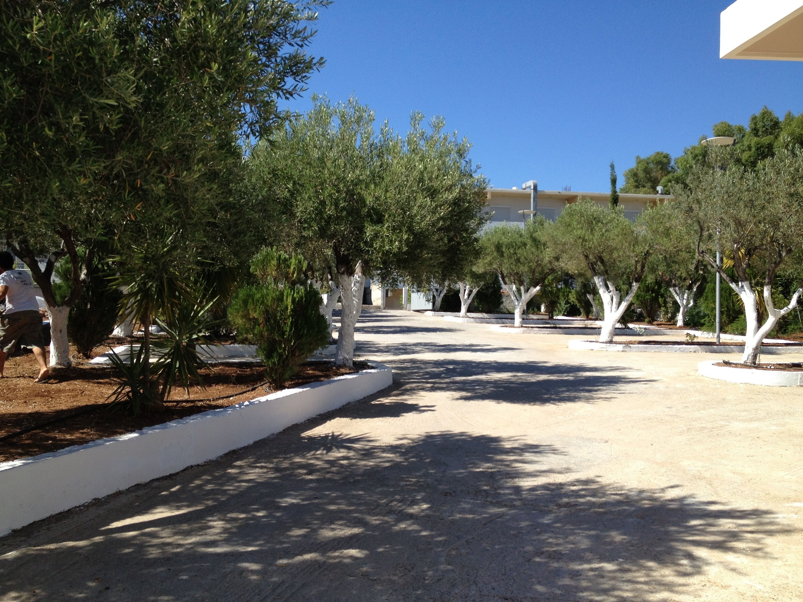 A pathway lined with trees and a building in the background.
